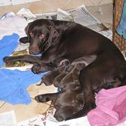 Labrador retriever Daizy