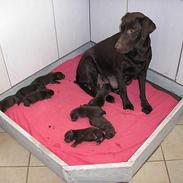 Labrador retriever Daizy