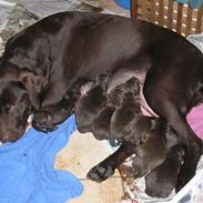 Labrador retriever Daizy