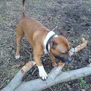 Blanding af racer Hector