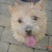 Norwich terrier Bjørn