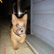 Norwich terrier Bjørn