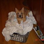 Norwich terrier Bjørn