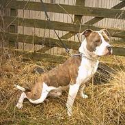 Amerikansk staffordshire terrier Pumba