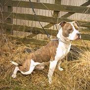 Amerikansk staffordshire terrier Pumba