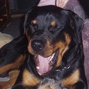 Rottweiler Thais