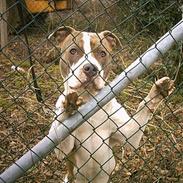 Amerikansk staffordshire terrier Pumba