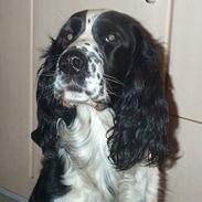 Engelsk springer spaniel Rowntree Indra at Zima