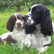 Engelsk springer spaniel Rowntree Indra at Zima