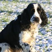 Engelsk springer spaniel Rowntree Indra at Zima