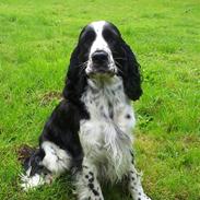 Engelsk springer spaniel Rowntree Indra at Zima