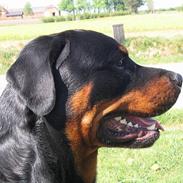 Rottweiler Elvis