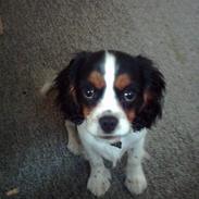 Cavalier king charles spaniel Robin