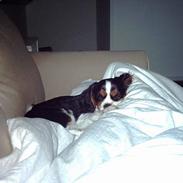 Cavalier king charles spaniel Robin