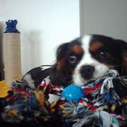 Cavalier king charles spaniel Robin