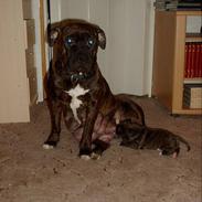 Amerikansk staffordshire terrier Berta