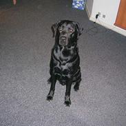 Labrador retriever baloo