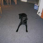 Labrador retriever baloo