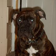 Amerikansk staffordshire terrier Berta