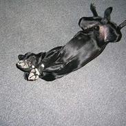 Labrador retriever baloo