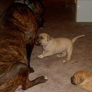 Amerikansk staffordshire terrier Berta