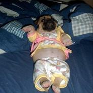 Amerikansk staffordshire terrier Berta