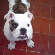 Engelsk bulldog Coco