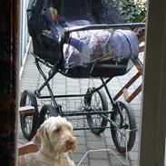 Spinone Evi