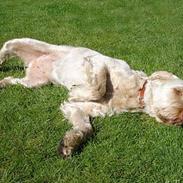 Spinone Evi