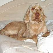 Spinone Evi