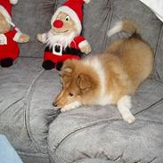 Shetland sheepdog Mathilde ..