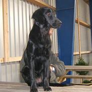 Flat coated retriever J-J