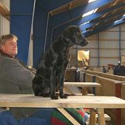 Flat coated retriever J-J