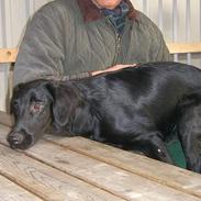 Flat coated retriever J-J