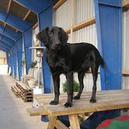 Flat coated retriever J-J