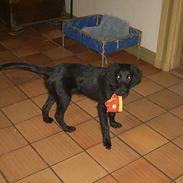 Flat coated retriever J-J