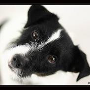 Jack russell terrier Bobby