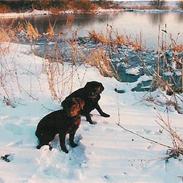 Labrador retriever Choko