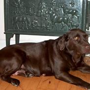 Labrador retriever Choko