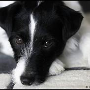 Jack russell terrier Bobby