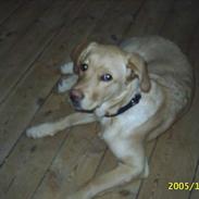 Blanding af racer Nala