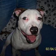 Amerikansk staffordshire terrier Batman