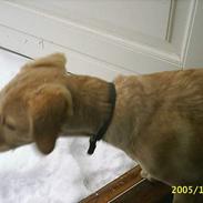 Blanding af racer Nala