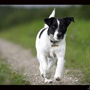Jack russell terrier Bobby