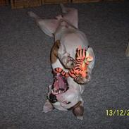 Amerikansk staffordshire terrier Batman