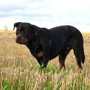 Rottweiler Bundy * 27-6-01 † 01.06.2015 