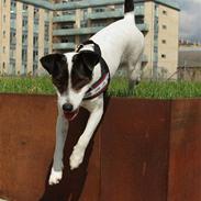 Jack russell terrier Hannibal