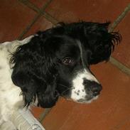 Engelsk springer spaniel Coco