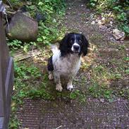 Engelsk springer spaniel Coco