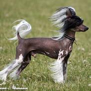 Chinese crested hårløs Caprioso Ram-Ses-Mi